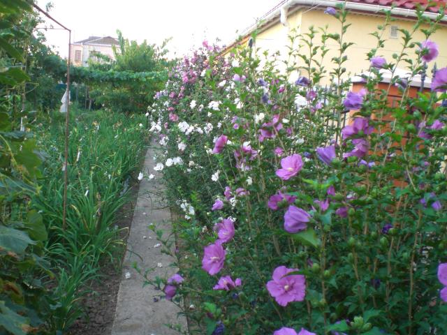 CIMG0023.jpg
