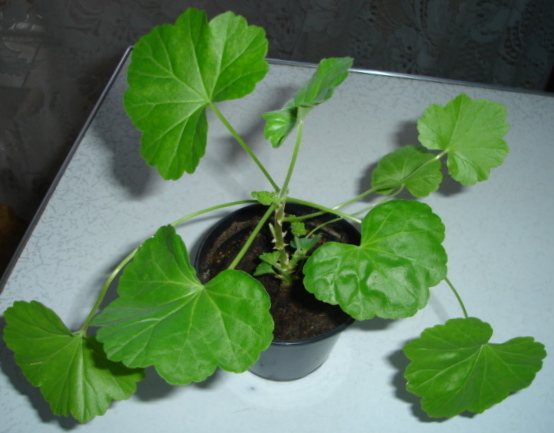 DSC00438.JPG