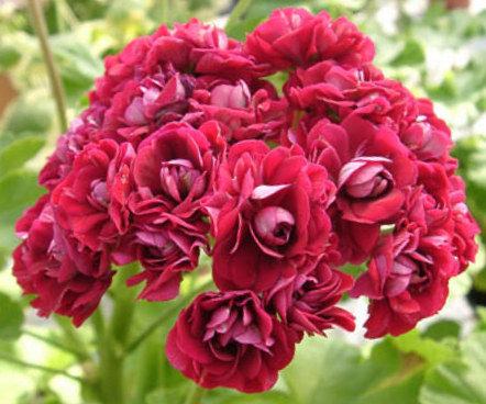 Ruby Rosebud.jpg