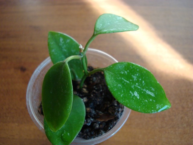 DSC00108.jpg