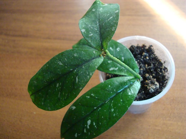 DSC00109.jpg