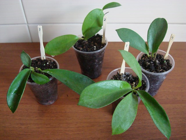 DSC00114.jpg