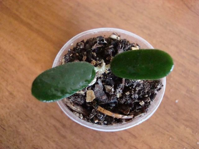 DSC00115.jpg
