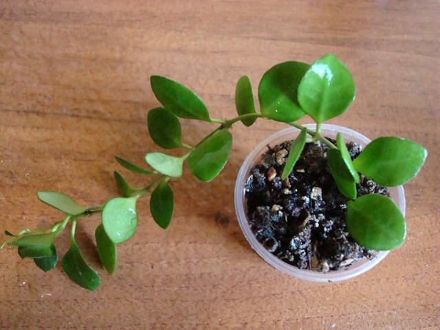 DSC00124.jpg