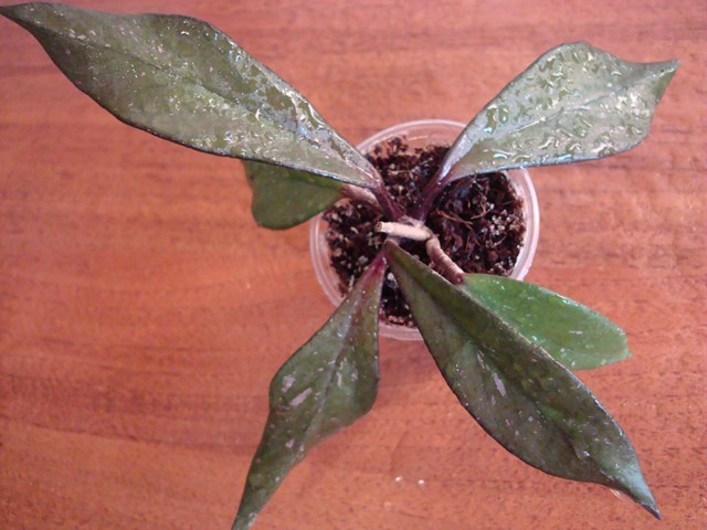 DSC00130.jpg