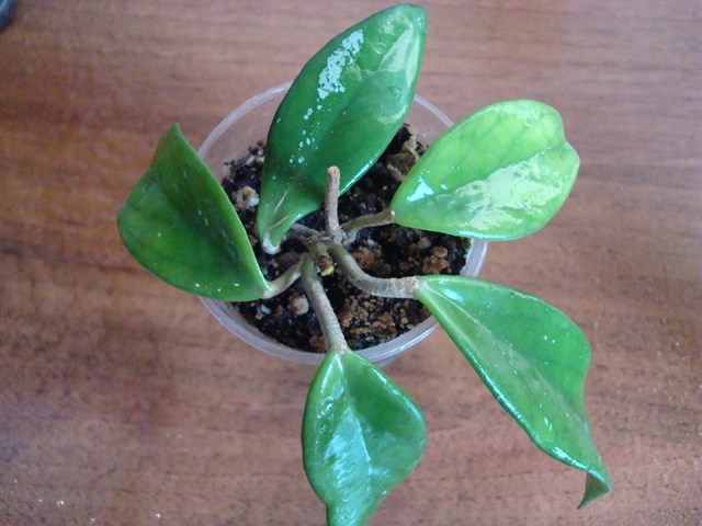 DSC00127.jpg