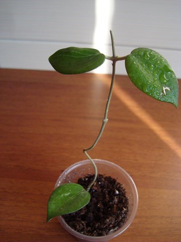 DSC00112.jpg