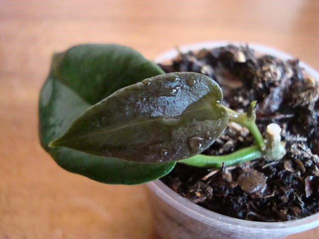 DSC00123.jpg