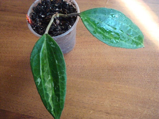 DSC00110.jpg