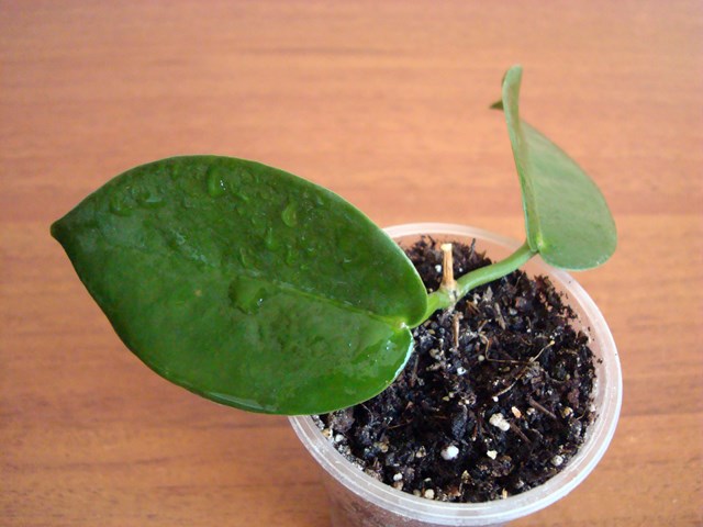 DSC00150.jpg