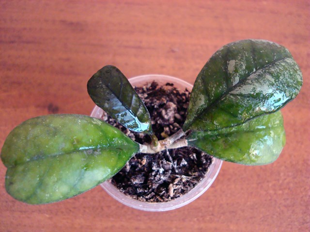 DSC00151.jpg