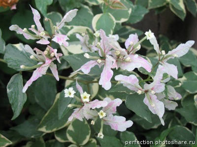 Бугенвиллия Apple Blossom' Mutation.jpg