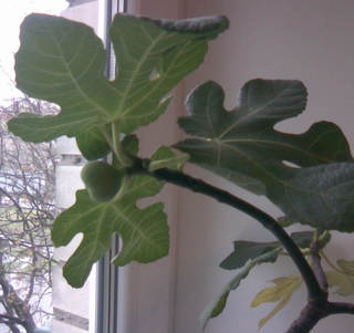 carica029.jpg