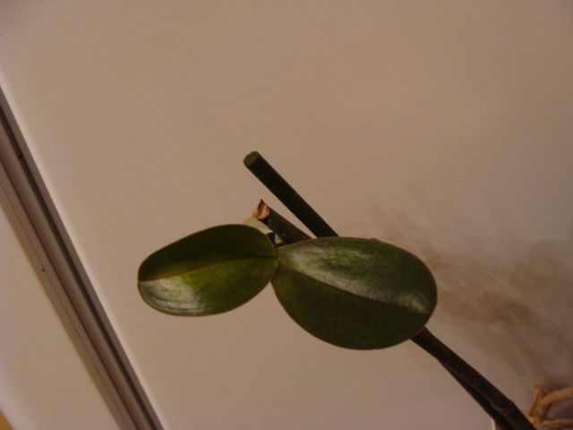 DSC02600.JPG