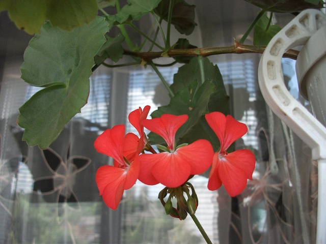 DSCF4139.JPG