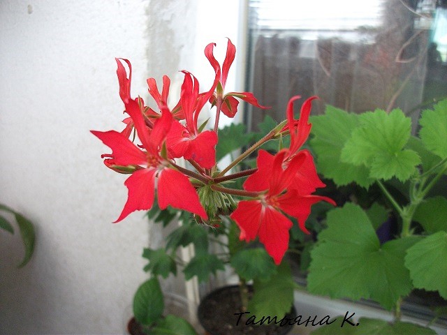 image45.jpg