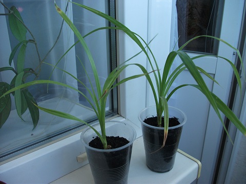 DSCF4354.JPG