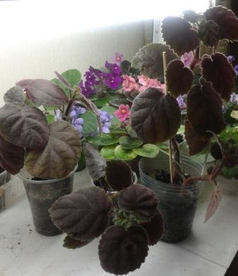 2015-03-14 13.10.00.jpg