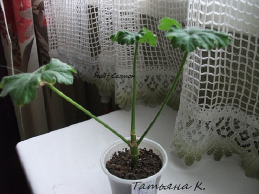 DSCF4358.JPG