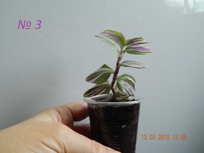 DSCN3721.JPG
