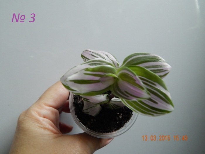 DSCN3723.JPG