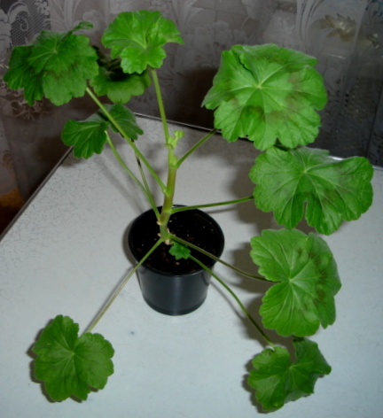 DSC00478.JPG