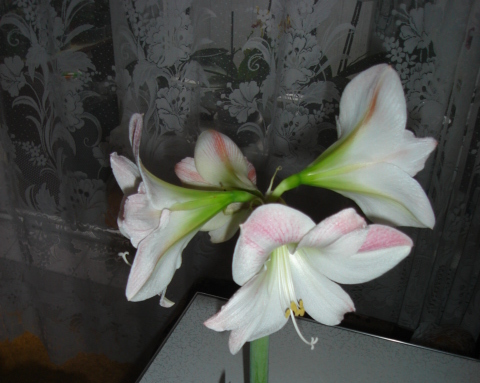 DSC00276.JPG