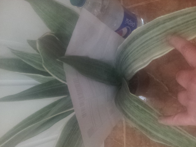 20150316_210657.jpg