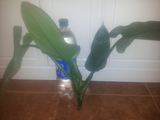 20150316_191500.jpg