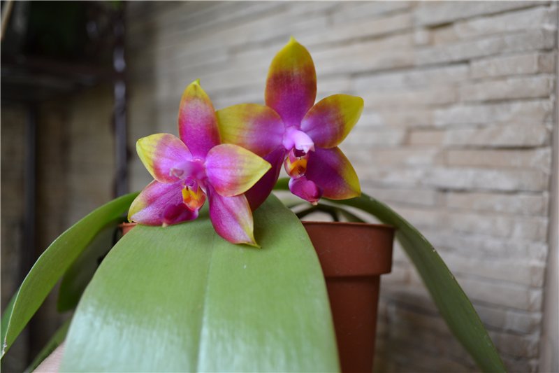 Phalaenopsis Princess Kaiulani 'Miki'.jpg