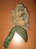 IMG_2885.JPG