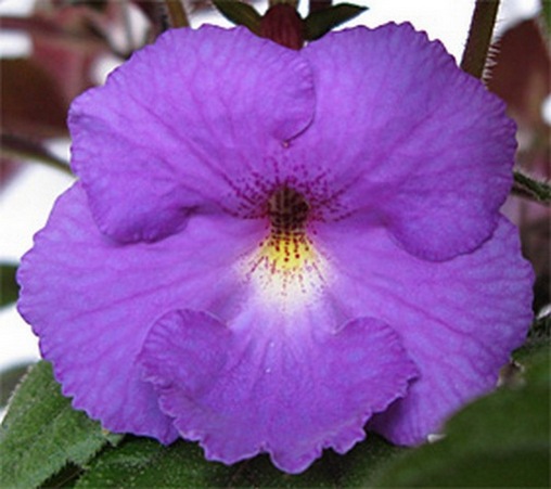 Pulcherrima.jpg
