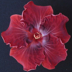 Moorea Red Jungle.jpg