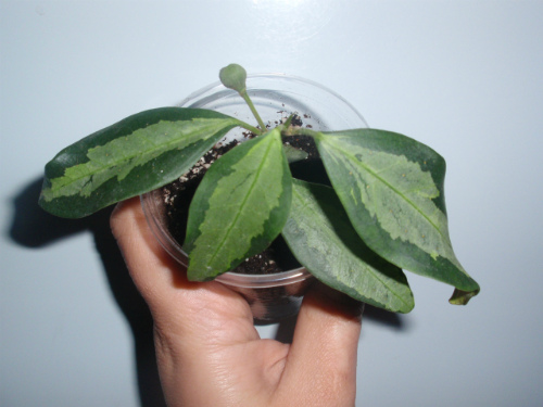 Фикус дельтовидный вар.  Ficus diversifolia Variegata.JPG