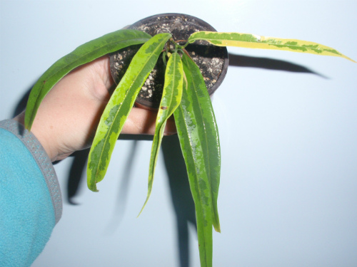 Фикус  Биннендийка Amstel Green Gold.JPG