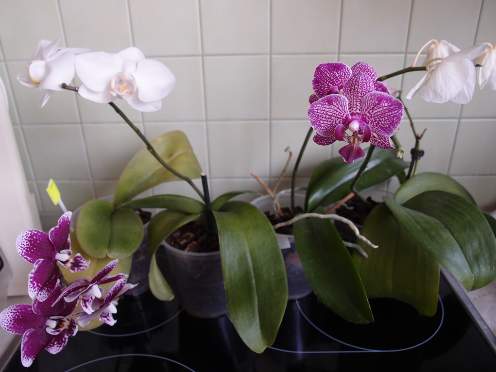 P3192590q.jpg