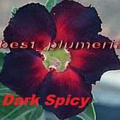 Dark Spicy.jpg