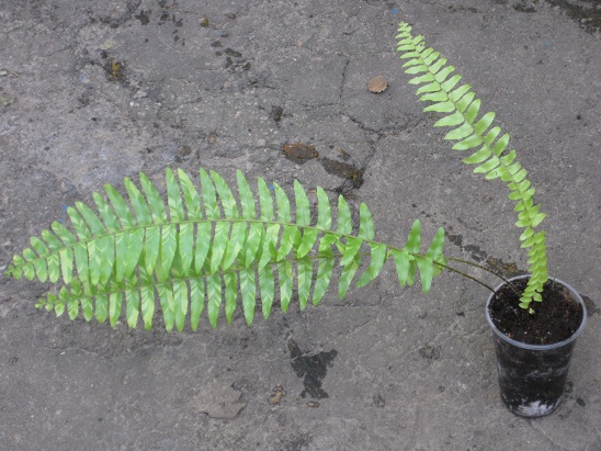 Nephrolepis Exaltata Tiger вариегатный.jpg