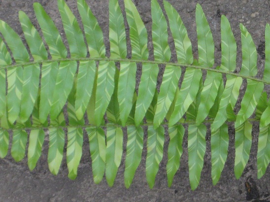 Nephrolepis Exaltata Tiger вариегатный1.jpg