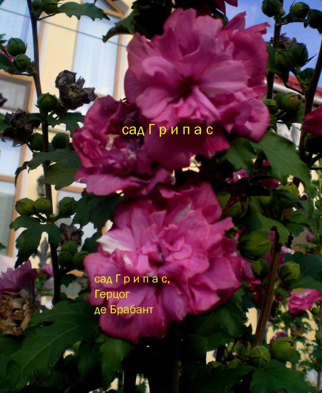 CIMG0742.jpg