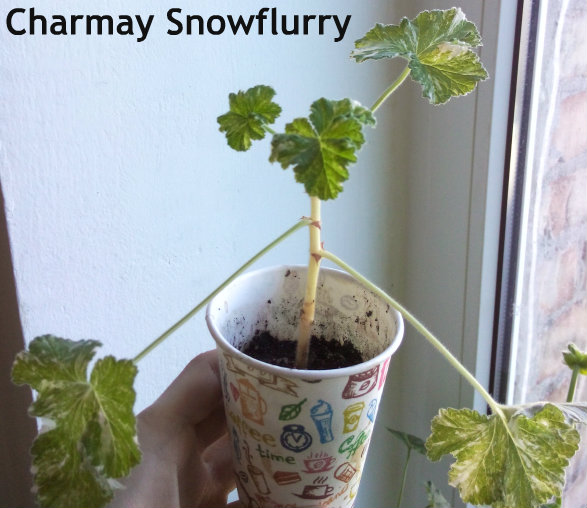 Charmay Snowflurry.jpg