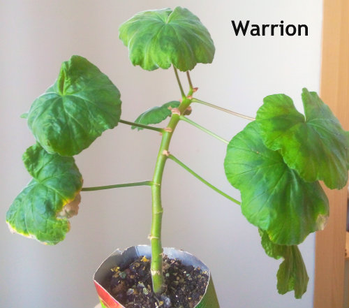 warrion.jpg