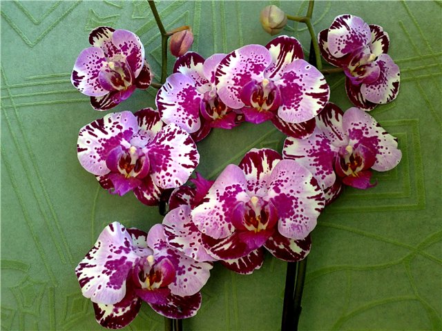 Orhideya-falenopsis.jpg