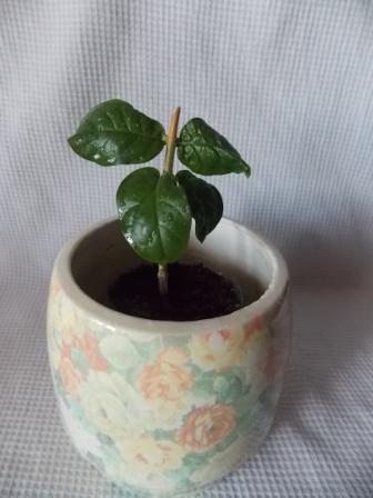 DSCN3990.JPG