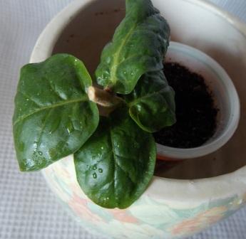 DSCN4012.JPG