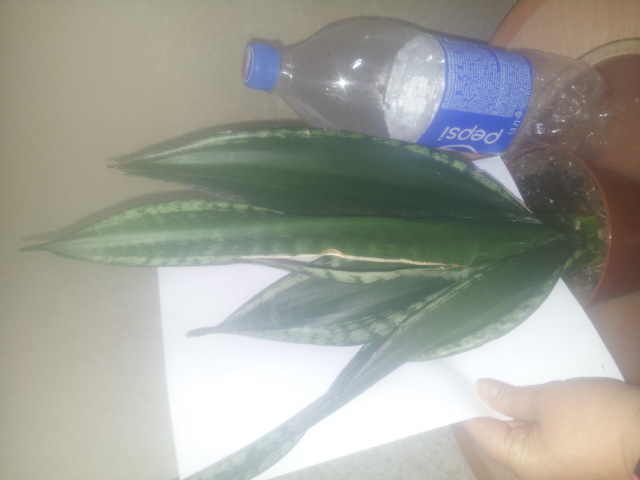 20150327_114750.jpg