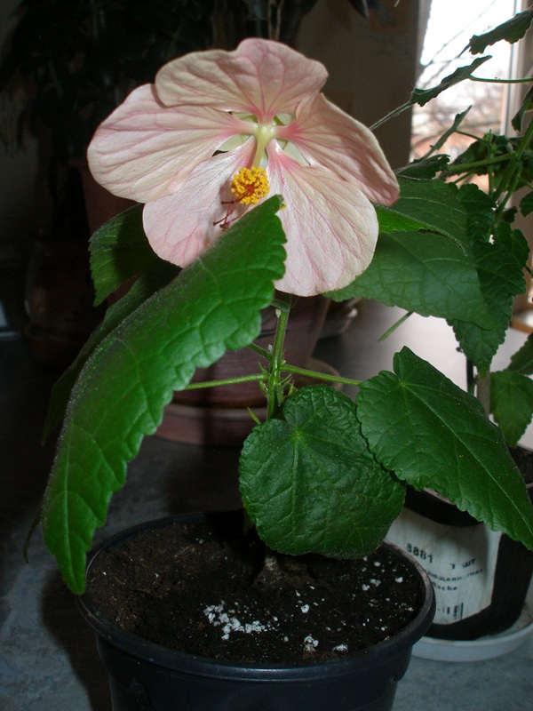 P1010076.JPG