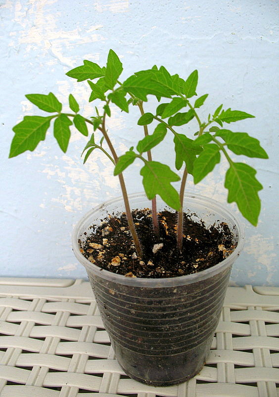 bonsai.JPG