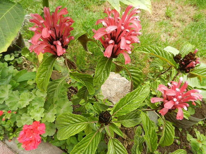 DSCN7770_2331новинки.JPG