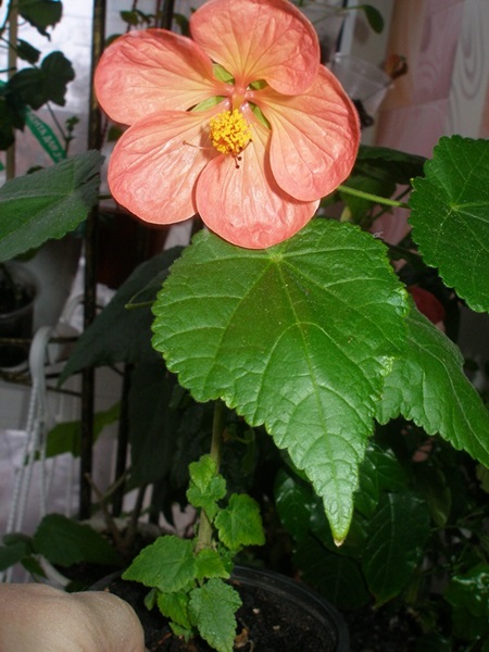 P1010553.JPG